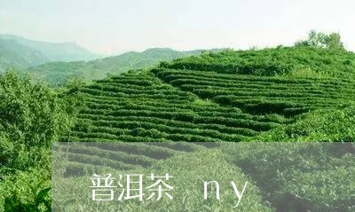 普洱茶 ny/2023042882088